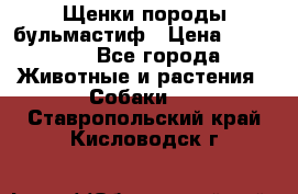 Щенки породы бульмастиф › Цена ­ 25 000 - Все города Животные и растения » Собаки   . Ставропольский край,Кисловодск г.